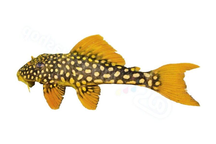 High-quality stickers for the aquarium fan
Any...