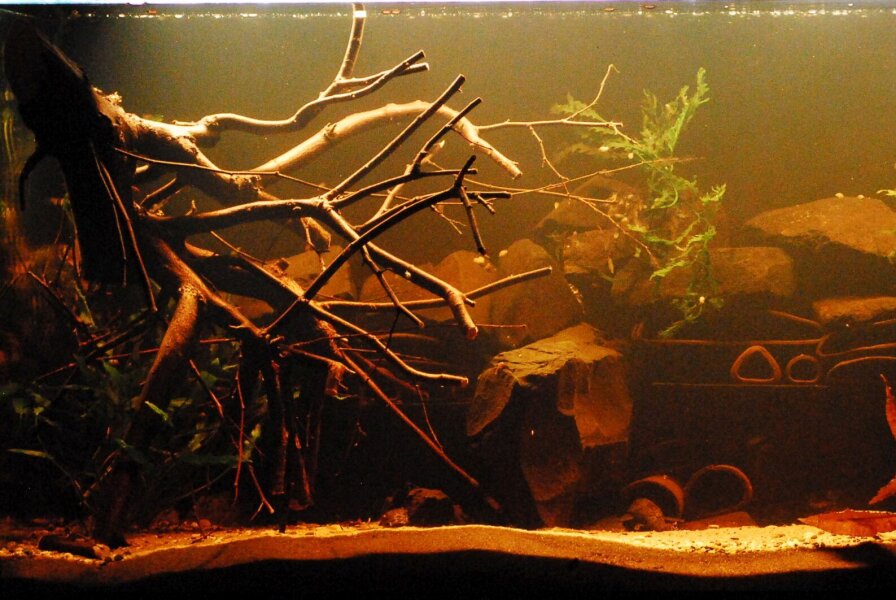 Fermendo aquatic plant boosters & humic...