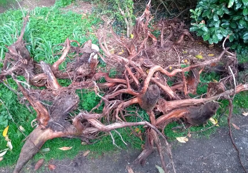 Bogwood roots