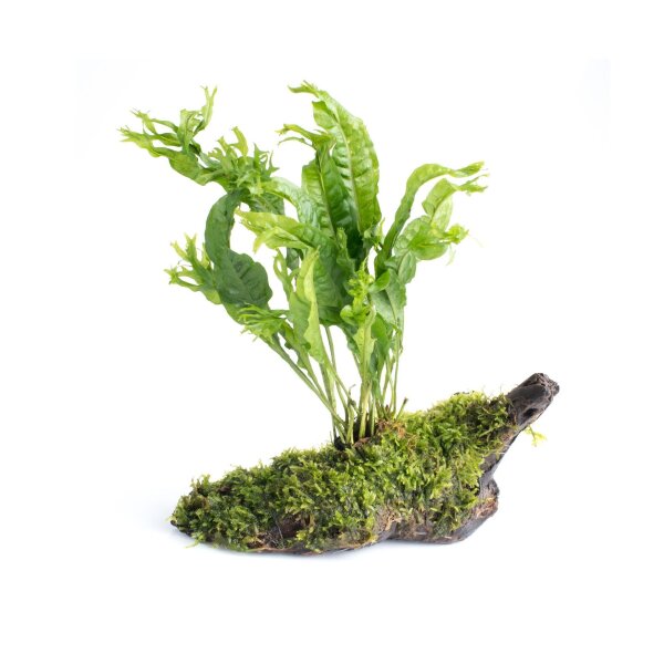 Fixing plants easily - decorative &...