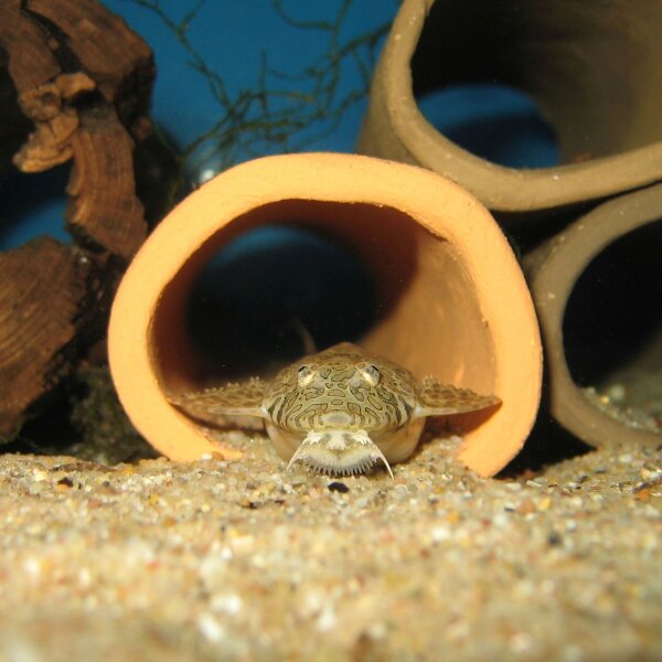 Catfish caves made of clay - natural retreats...