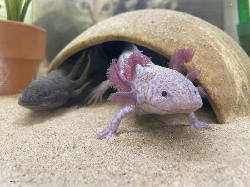 Axolotl accessories - practical, suitable, well...