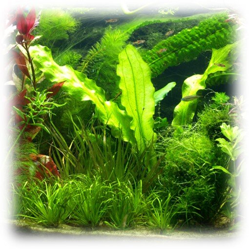 Fermendo aquatic plant boosters & humic...