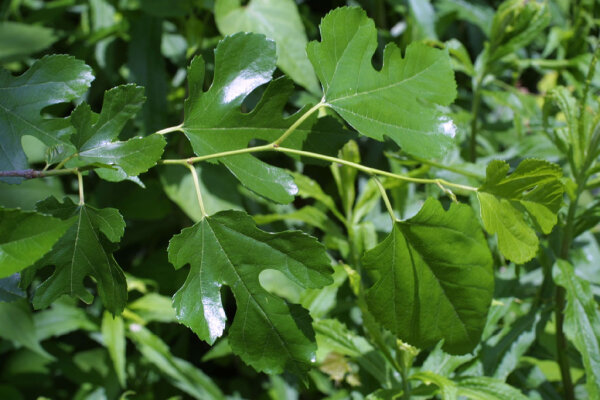  - Mulberry leaves - rich in protein and calcium - ideal shrimp food