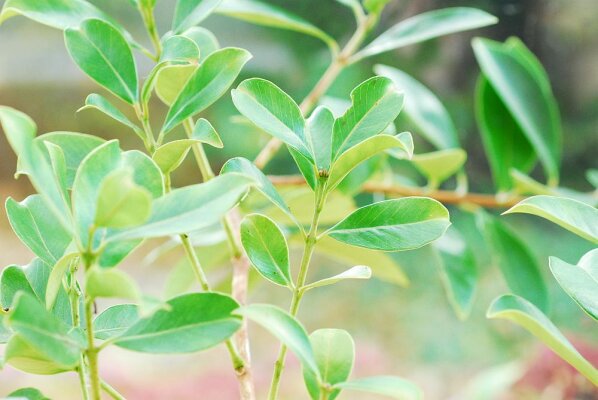  - The guava - medicinal plant and natural food source