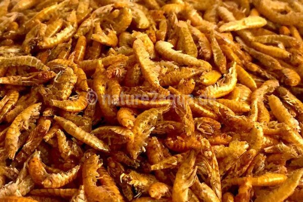Gammarus Brown shrimps Fish food