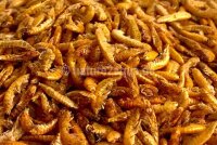 Gammarus Brown shrimps Fish food