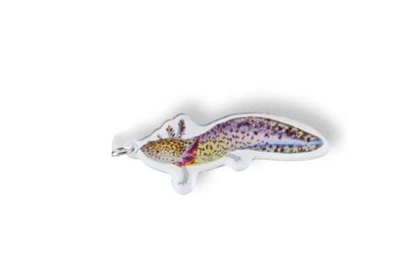 Key chain Axolotl - Ambystoma mexicanum