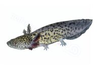 Key chain Axolotl - Ambystoma mexicanum