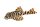 Key chain Peckoltia compta L 134