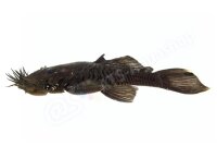Sticker Ancistrus ranunculus L 34