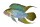 Sticker Apistogramma borelli "Opal"