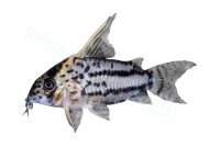 Sticker Corydoras sp. aff. CW028