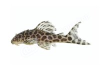 Sticker Hypancistrus sp. L 174