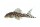 Sticker Hypancistrus sp. L 174