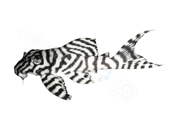 Sticker Hypancistrus sp. L 236
