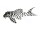Sticker Hypancistrus sp. L 236