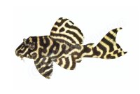 Sticker Hypancistrus sp. L 333