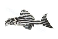 Sticker Hypancistrus zebra L 46