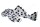 Sticker Leporacanthicus joselimai L 264