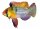 Sticker Mikrogeopghagus ramirezi