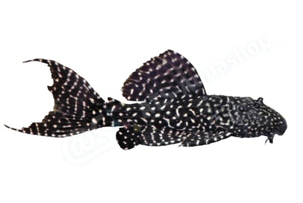 Sticker Pseudacanthicus sp. L 452
