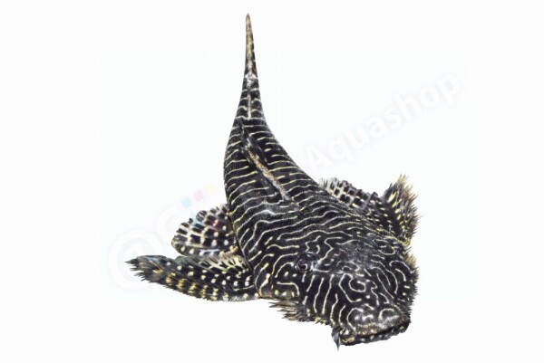 Sticker Pseudolithoxus tigris L 257