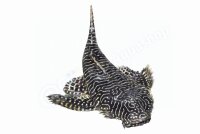 Sticker Pseudolithoxus tigris L 257