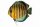 Sticker Symphysodon aequifasciatus - Diskus