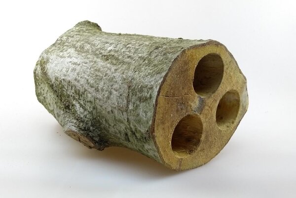 Alder wood cave Triple cave 45 mm Ø 19-21 cm total length Catfish cave for aquarium