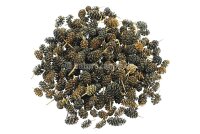 Alder cones for aquarium