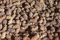 Alder cones for aquarium