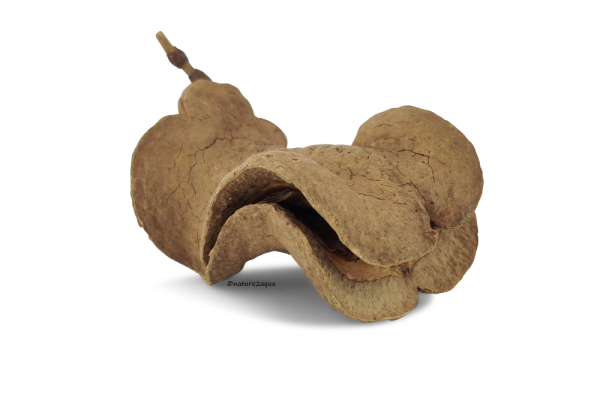 Jacaranda pod Frogs mouth as a cave or hiding place