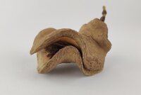 Jacaranda pod Frogs mouth as a cave or hiding place