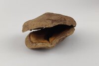 Jacaranda pod Frogs mouth as a cave or hiding place