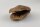 Jacaranda pod Frogs mouth as a cave or hiding place