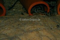 Granoflour&reg; aquarium sand yellow-orange