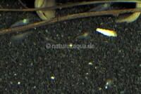 Granoflour&reg; aquarium sand red