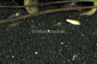 Granoflour&reg; aquarium sand black