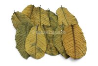 Guava leaves green for aquarium