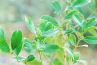 Guava leaves green for aquarium