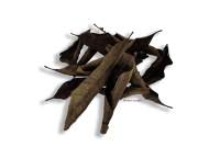 Guava leaves black