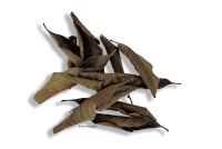 Guava leaves black