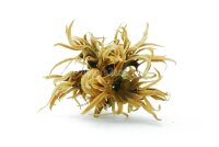 Turkish Hazel husk big
