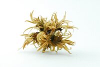 Turkish Hazel husk big