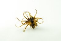 Turkish Hazel husk big