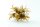 Turkish Hazel husk big