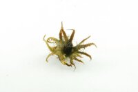 Turkish Hazel husk small
