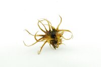 Turkish Hazel husk medium