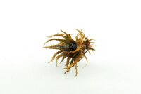 Turkish Hazel husk medium